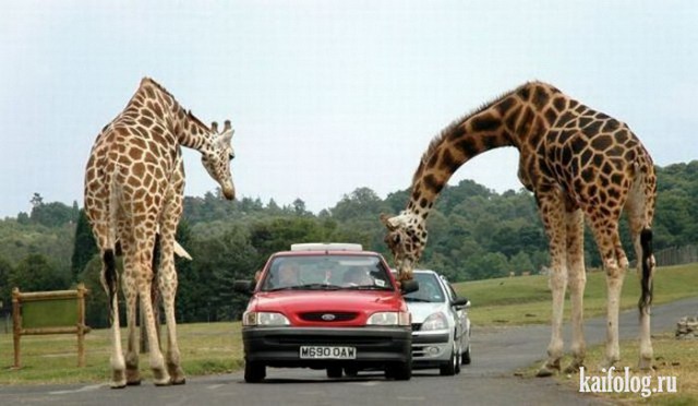 Прикольные жирафы (50 фото)