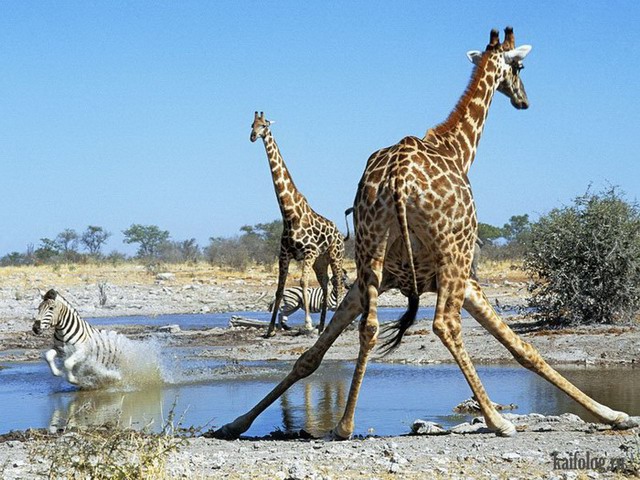Прикольные жирафы (50 фото)
