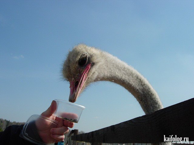 Прикольные страусы (50 фото)