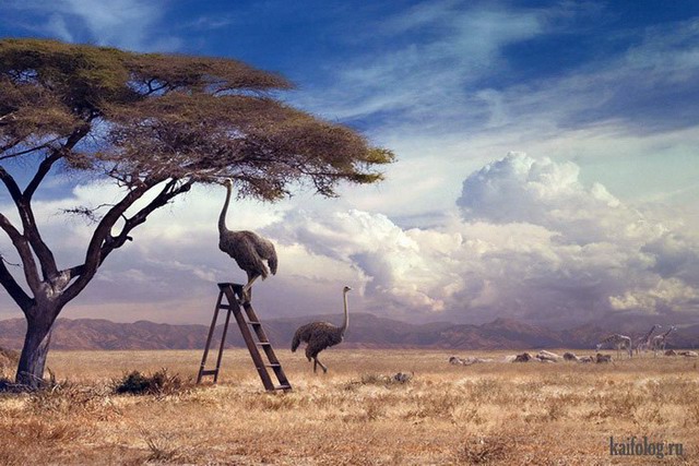 Прикольные страусы (50 фото)