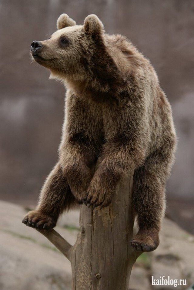 Приколы про медведей (60 фото)