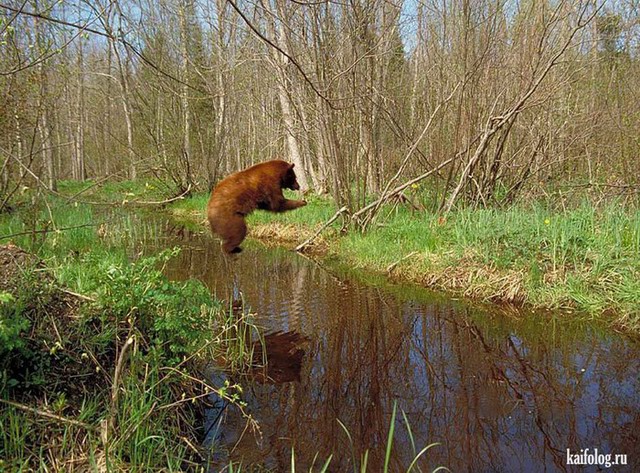 Приколы про медведей (60 фото)