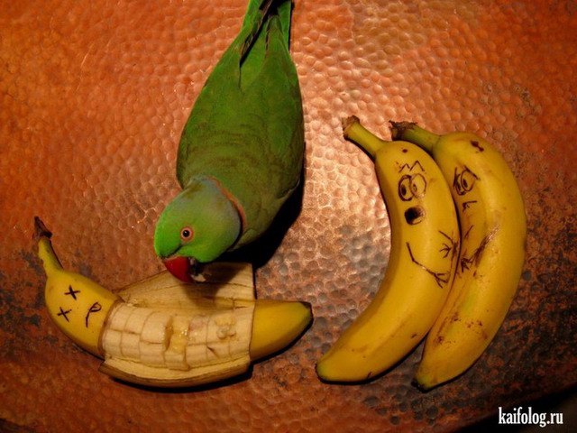Банановые приколы (55 фото)