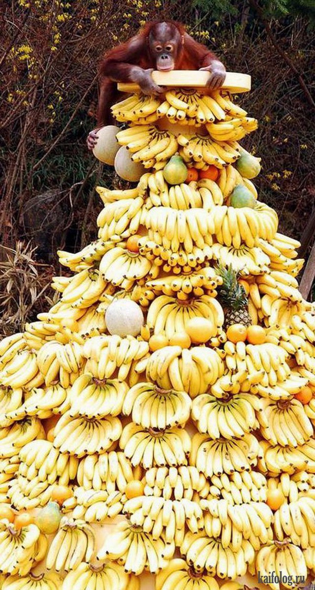 Банановые приколы (55 фото)