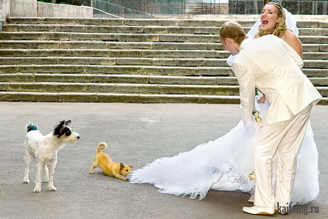 Свадебные приколы 2012 года (55 фото)