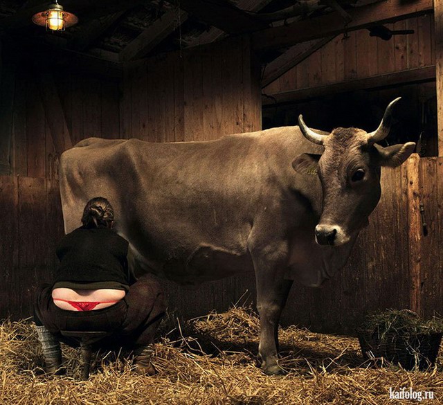 Прикольные коровы (60 фото)