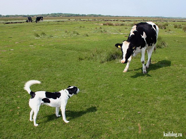 Прикольные коровы (60 фото)