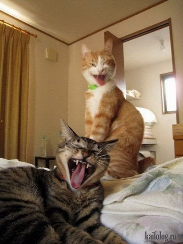 Смешные коты (60 фото)