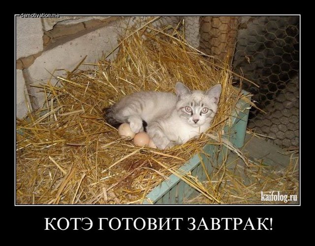 Демотиваторы про котов (55 фото)