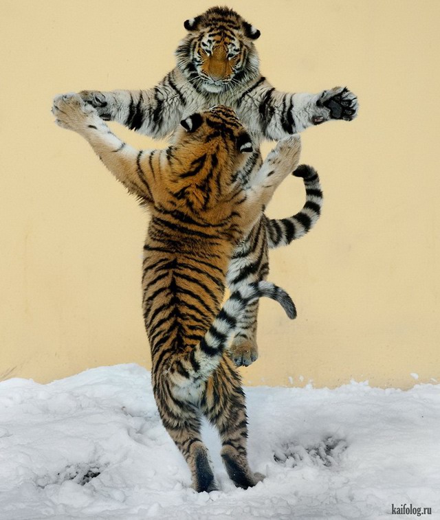 Танцующие животные (60 фото)