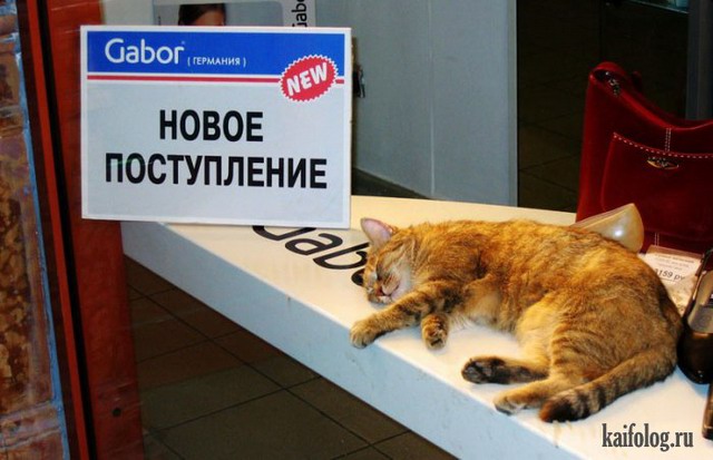 Прикольные русские коты (55 фото)