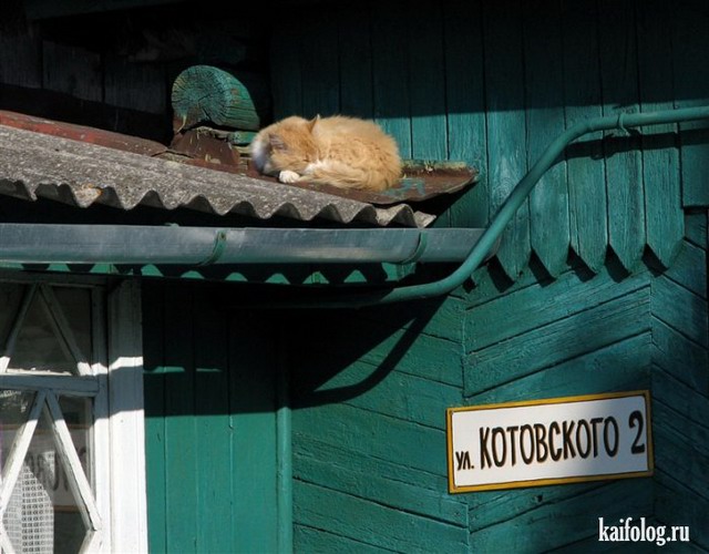 Прикольные русские коты (55 фото)