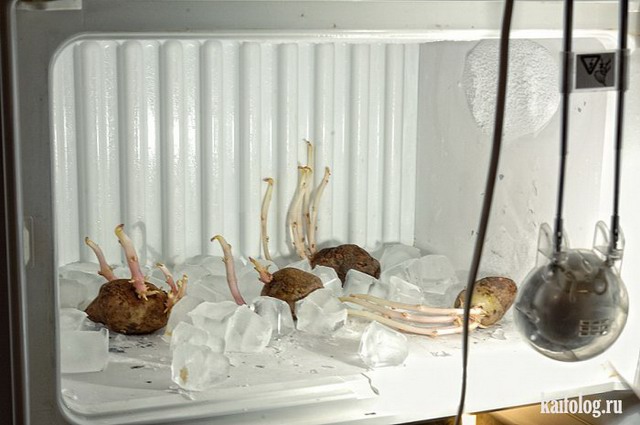 Прикольные холодильники (40 фото)