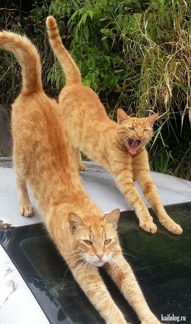 Смешные кошки (45 фото)
