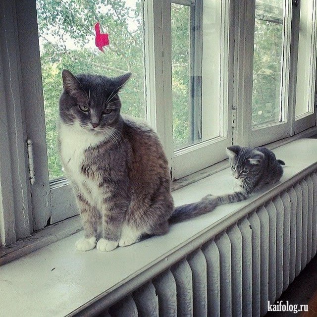 Коты и кошки (55 фото)
