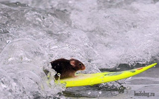 Животный серфинг (40 фото)