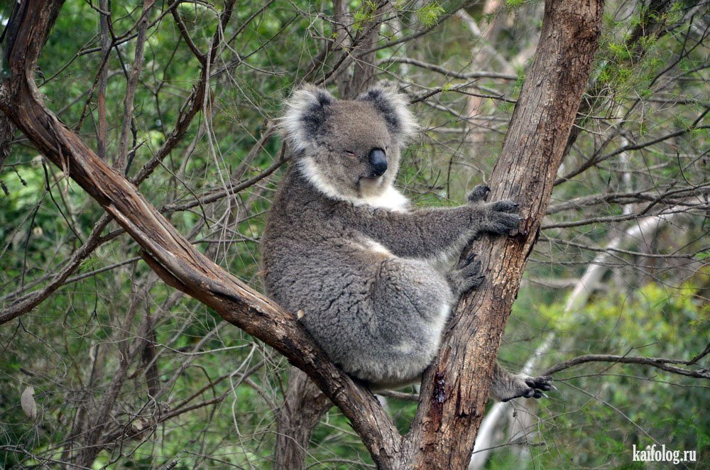 Красная коала. Коала хвост. Зверобой коала. Зверобой помощница коалы. Коала парк в Баку фото.