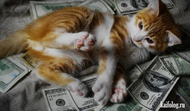 Богатые коты (50 фото)