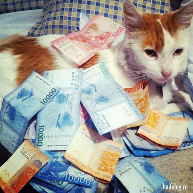 Богатые коты (50 фото)