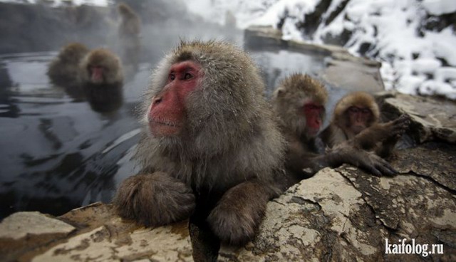Снежные обезьяны (50 фото)
