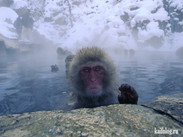 Снежные обезьяны (50 фото)