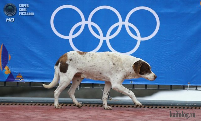 Олимпиада в Сочи 2014. Обратная сторона медали (75 фото)