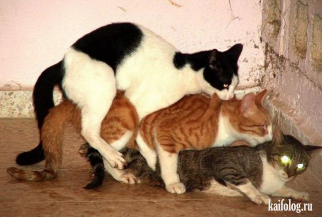 Одноклассники коты (70 фото)