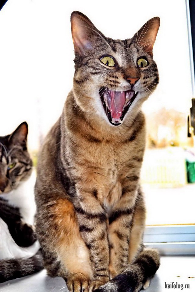Смешные котики (55 фото)