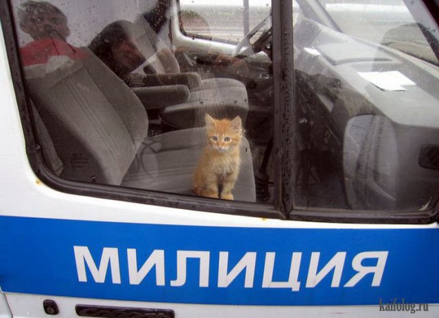 Одноклассники коты (70 фото)