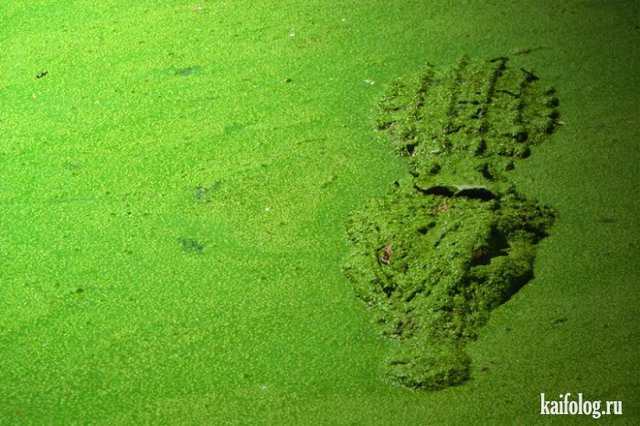 Зеленые приколы (60 фото)