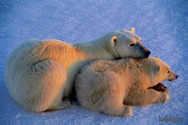 Арктика и Антарктика Пола Никлена (60 фото)