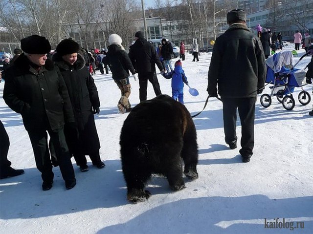 Русские медведи (60 фото)