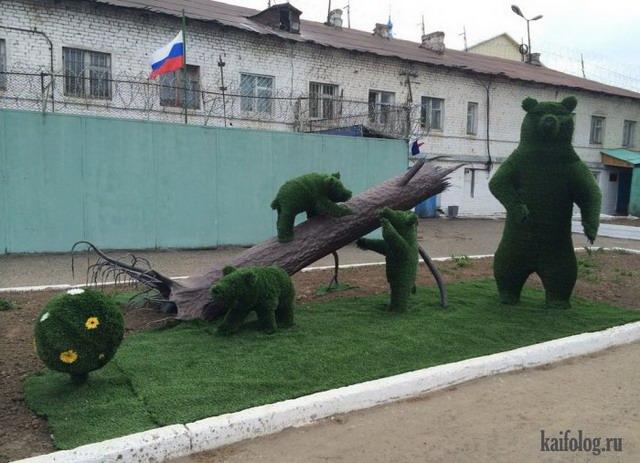 Русские медведи (60 фото)