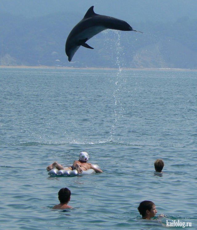 Дельфины (45 фото)