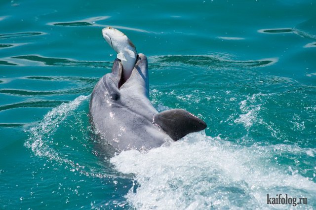 Дельфины (45 фото)