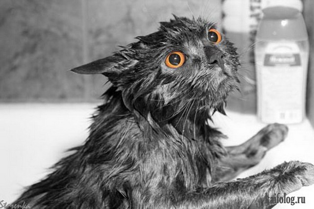 Мокрые коты (50 фото)