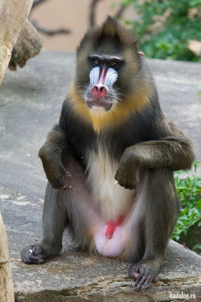 Фото половые органы обезьян