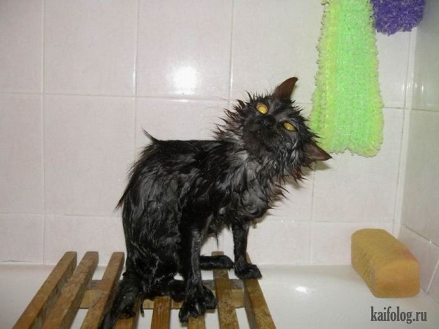 Мокрые коты (50 фото)