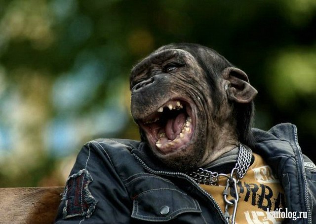 Дарвин был прав или человек произошел от обезьяны (75 фото)