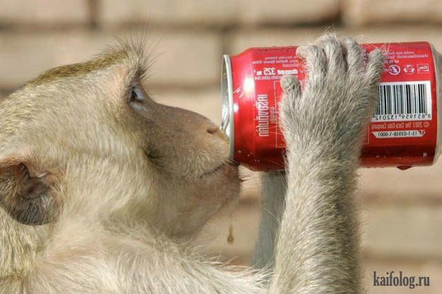 Дарвин был прав или человек произошел от обезьяны (75 фото)