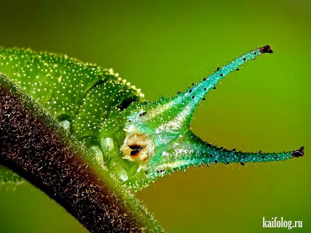 Прикольные гусеницы (50 фото)