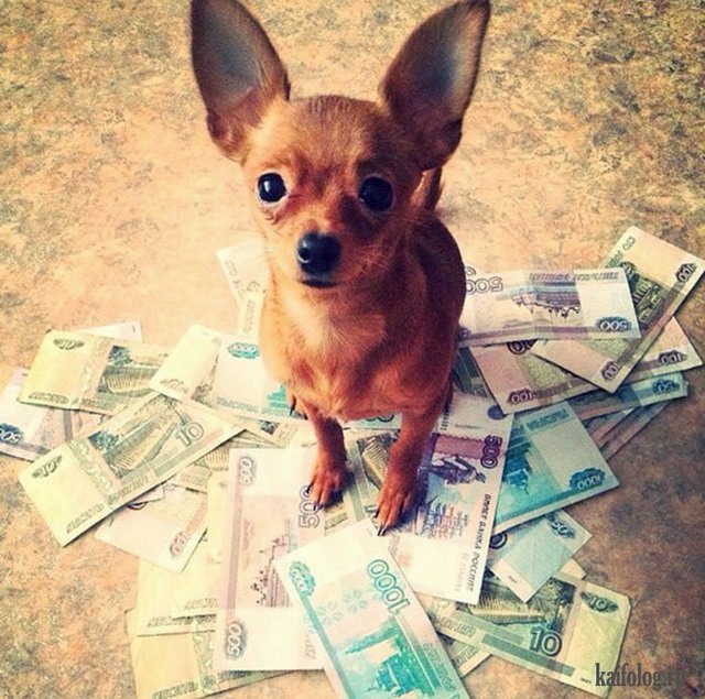 Самые богатые собаки (40 фотографий)