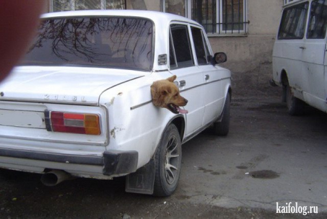 Чисто русские животные (55 фото)
