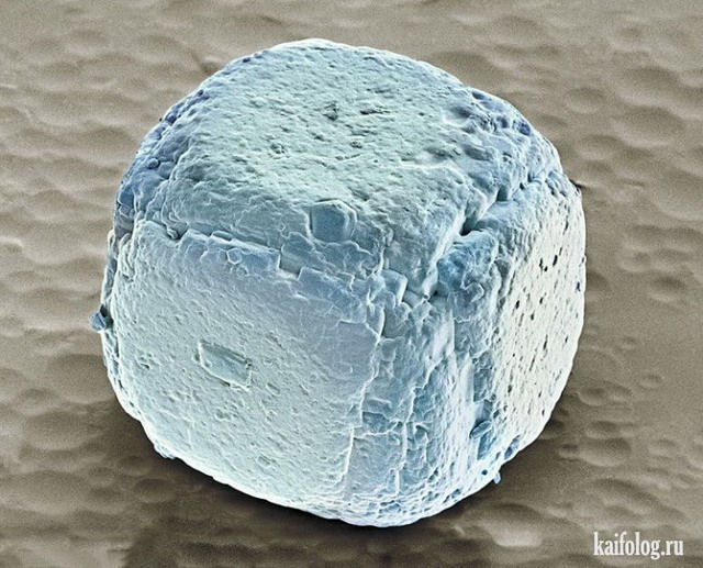 Еда под микроскопом (23 фото)