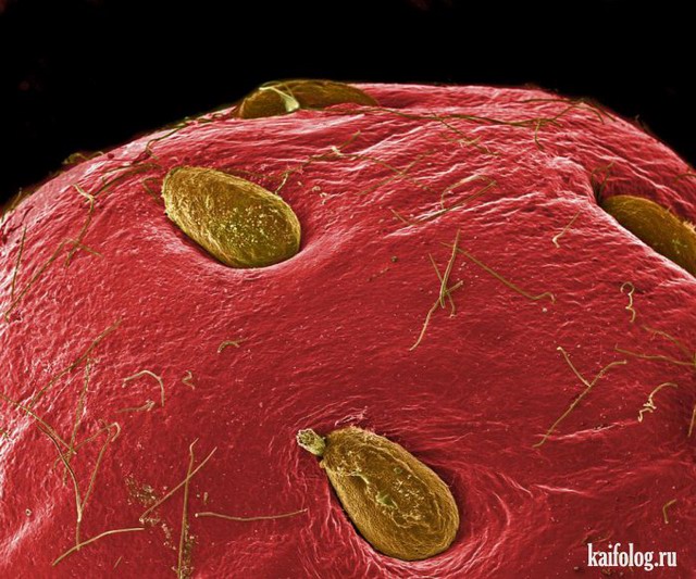 Еда под микроскопом (23 фото)