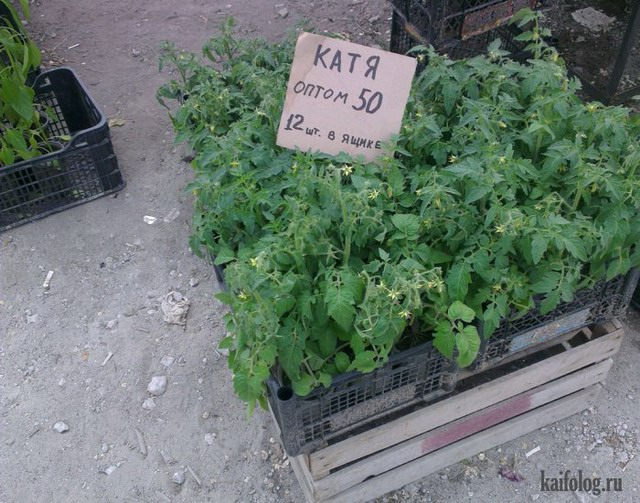 Пора покупать семена (35 фото)