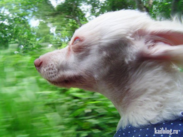 Скоростные собаки (35 фото)