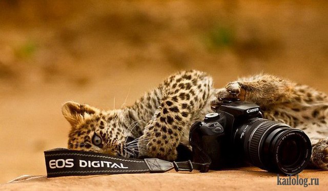 Животные-фотографы (45 фото)