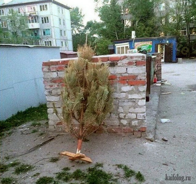 Смешные русские фотографии - 288 (85 фото)