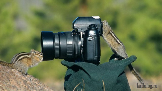 Животные-фотографы (45 фото)